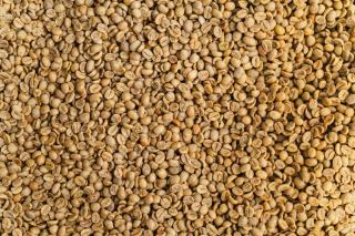Café décaféiné : comment la caféine est retirée du grain