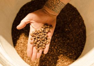 Café décaféiné : comment la caféine est retirée du grain